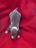 Jed, a male Italian Greyhound for sale in Norwood, MO – 4 of 10