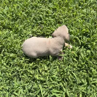 Jaxson, a male Italian Greyhound for sale in Norwood, MO – 10 of 10
