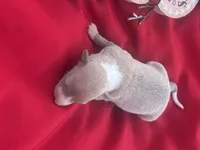 Tad, a male Italian Greyhound for sale in Norwood, MO – 7 of 10