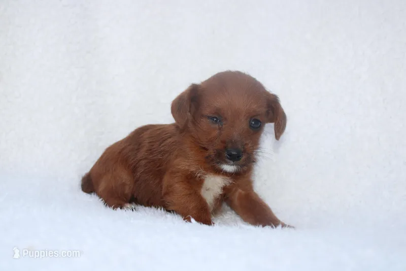 Ellie – Jack Russell Terrier puppy for sale in Fredonia, KY