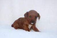 Ellie, a female Jack Russell Terrier for sale in Fredonia, KY – Photo 1 of 2