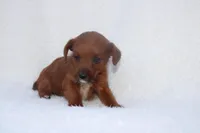 Ellie, a female Jack Russell Terrier for sale in Fredonia, KY – Photo 2 of 2