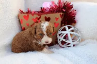 Andee, a female Poodle - Toy  for sale in Fredonia, KY – Photo 2 of 3