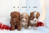 Andee, a female Poodle - Toy  for sale in Fredonia, KY – Photo 3 of 3