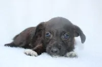 Elliot, a male Jack Russell Terrier for sale in Fredonia, KY – Photo 2 of 2