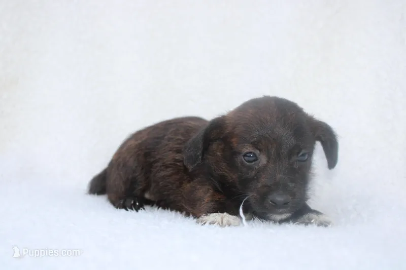 Elliot, a male Jack Russell Terrier for sale in Fredonia, KY – Photo 1 of 2