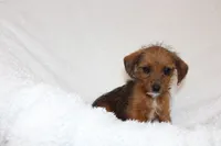 Elsie, a female Jack Russell Terrier for sale in Fredonia, KY – 2 of 2