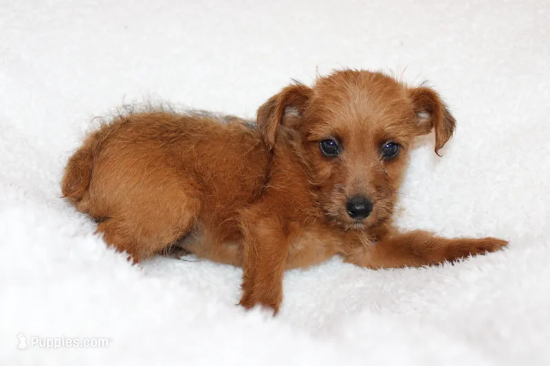 Eddie – Jack Russell Terrier puppy for sale in Fredonia, KY