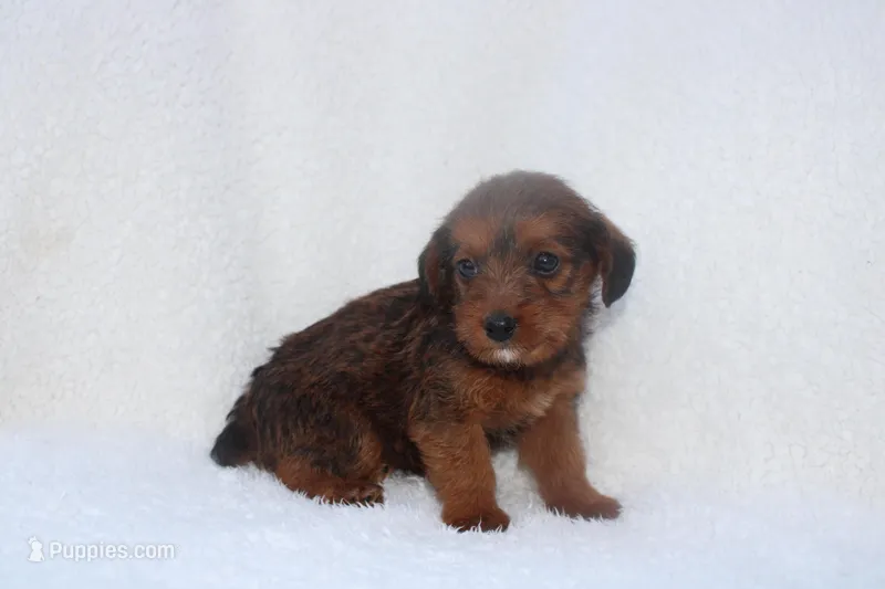 Emma – Jack Russell Terrier puppy for sale in Fredonia, KY