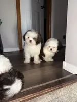 Moani, a female Shih Tzu for sale in Wichita, KS – Photo 6 of 7