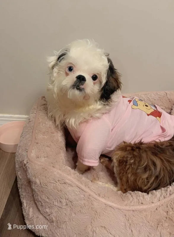 Moani – Shih Tzu puppy for sale in Wichita, KS