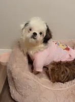 Moani, a female Shih Tzu for sale in Wichita, KS – Photo 1 of 7