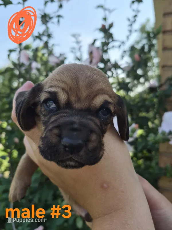 Male(orange) – Basset Hound puppy for sale in Morehead, KY