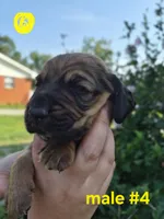 Male (yellow), a male Basset Hound for sale in Morehead, KY – 2 of 2