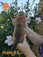Male(orange), a male Basset Hound for sale in Morehead, KY – 2 of 2