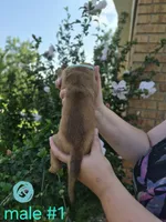 Male (teal), a male Basset Hound for sale in Morehead, KY – 3 of 3