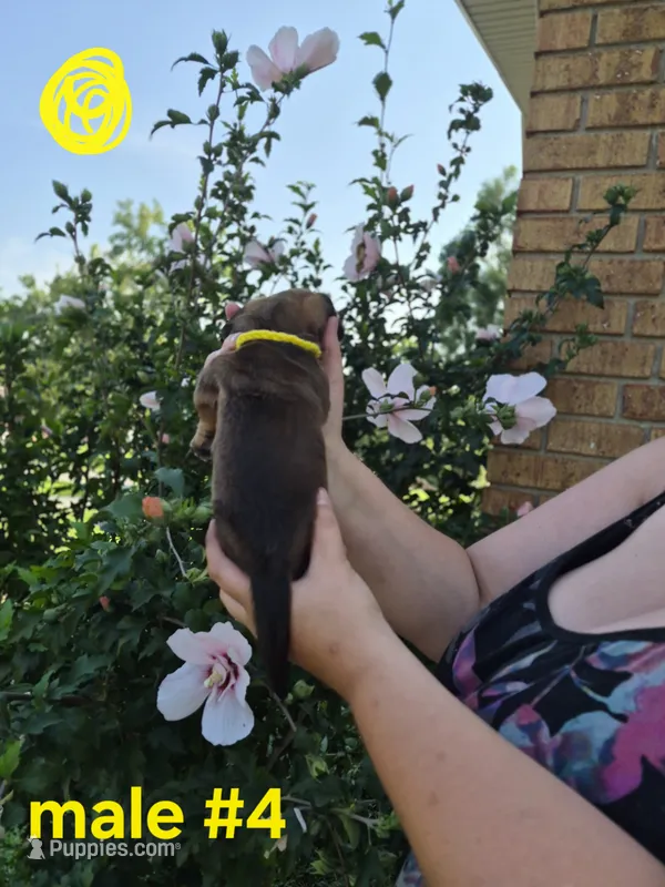 Male (yellow) – Basset Hound puppy for sale in Morehead, KY