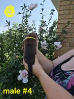 Male (yellow), a male Basset Hound for sale in Morehead, KY – 1 of 2