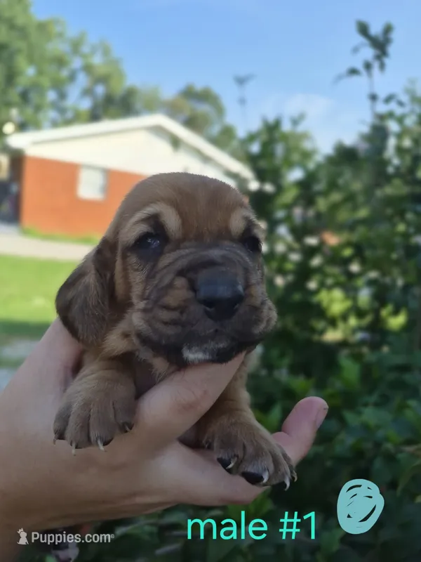 Male (teal) – Basset Hound puppy for sale in Morehead, KY