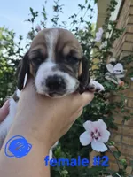 Female (blue), a female Basset Hound for sale in Morehead, KY – 2 of 2