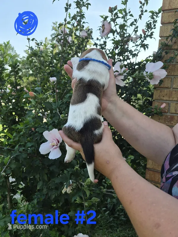 Female (blue) – Basset Hound puppy for sale in Morehead, KY