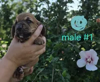 Male (teal), a male Basset Hound for sale in Morehead, KY – 2 of 3