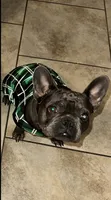 Nova, a female French Bulldog for sale in New Orleans, LA – 4 of 4