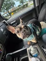 Nala, a female French Bulldog for sale in New Orleans, LA – 3 of 4