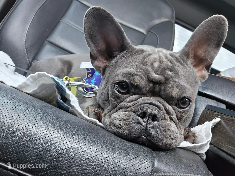 Nova – French Bulldog puppy for sale in New Orleans, LA
