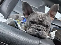 Nova, a female French Bulldog for sale in New Orleans, LA – 1 of 4