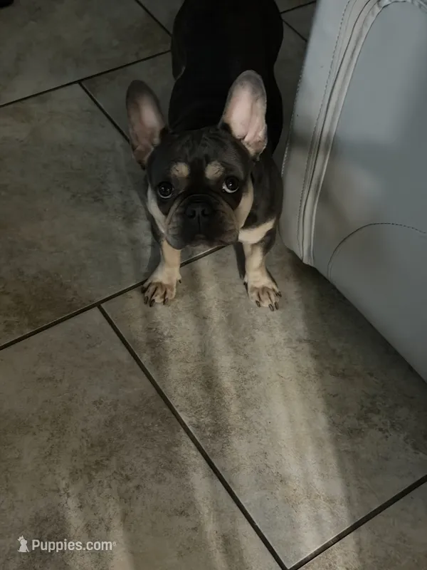Nala – French Bulldog puppy for sale in New Orleans, LA