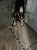 Nala, a female French Bulldog for sale in New Orleans, LA – 1 of 4