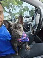 Nova, a female French Bulldog for sale in New Orleans, LA – 2 of 4