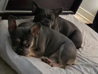 Nala, a female French Bulldog for sale in New Orleans, LA – 4 of 4