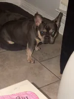 Nala, a female French Bulldog for sale in New Orleans, LA – 2 of 4
