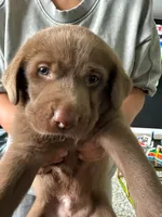 PUPIES, a male Labrador Retriever for sale in Hollywood, FL – 1 of 4