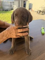 MAYKA, a female Labrador Retriever for sale in Hollywood, FL – 5 of 7