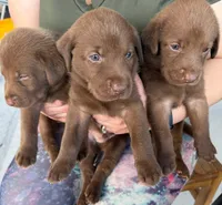 MAYKA, a female Labrador Retriever for sale in Hollywood, FL – 4 of 7