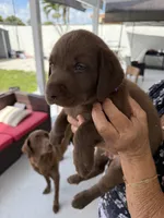 MAYKA, a female Labrador Retriever for sale in Hollywood, FL – 6 of 7