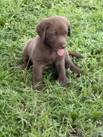 Mike, a male Labrador Retriever for sale in Hollywood, FL – 4 of 4