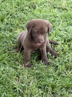 Mike, a male Labrador Retriever for sale in Hollywood, FL – 3 of 4