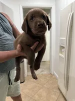 MAYKO, a female Labrador Retriever for sale in Hollywood, FL – 6 of 6