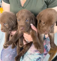 MAYKO, a female Labrador Retriever for sale in Hollywood, FL – 5 of 6