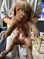 PUPIES, a male Labrador Retriever for sale in Hollywood, FL – 3 of 4