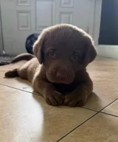 PUPIES, a male Labrador Retriever for sale in Hollywood, FL – 4 of 4