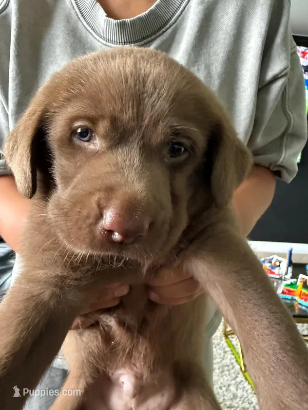 PUPIES – Labrador Retriever puppy for sale in Hollywood, FL