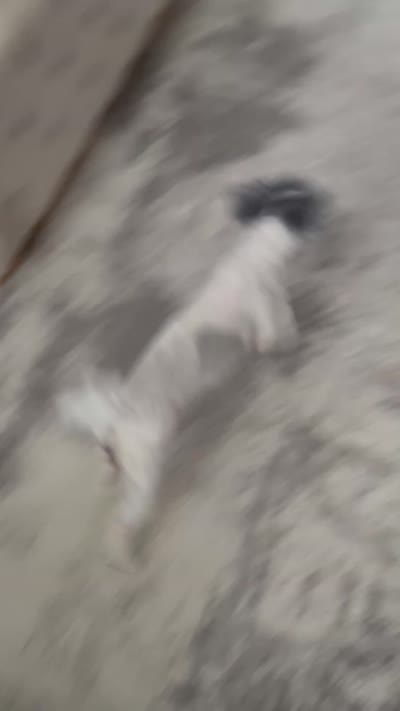 Icis, a female Chinese Crested and Shih Tzu for sale in Baltimore, MD – 1 of 1