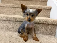 Ezra-teacup, a male Yorkshire Terrier for sale in Aiken, SC – 2 of 3