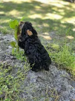 Tyrese, a male Yorkshire Terrier for sale in Aiken, SC – Photo 3 of 3