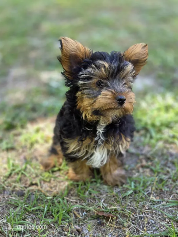 Tyrese – Yorkshire Terrier puppy for sale in Aiken, SC